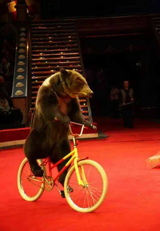 黑熊骑自行车
